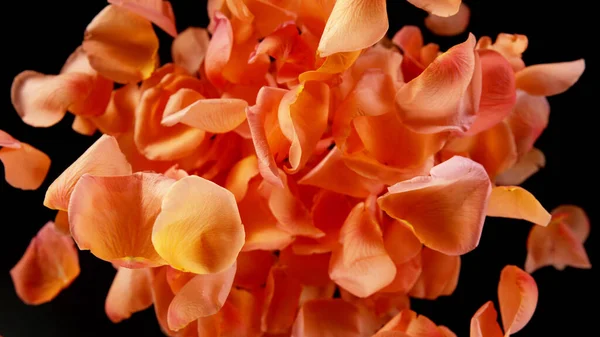 Pétalos Rosa Voladores Aislados Sobre Fondo Negro Fondo Flores Abstracto —  Fotos de Stock