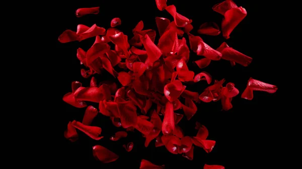 Fliegende Rosenblätter Isoliert Auf Schwarzem Hintergrund Abstrakter Blütenhintergrund Realistische Frostbewegung — Stockfoto