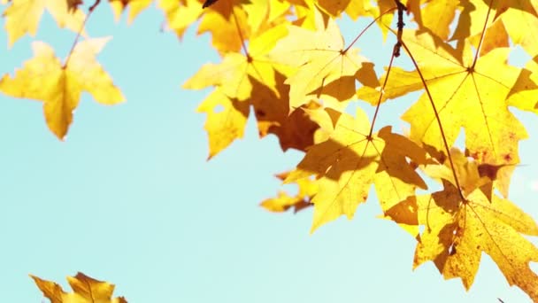 秋の紅葉の超スローモーションは 澄んだ青空に向かって葉を出します 高速フィルムカメラで撮影しました — ストック動画