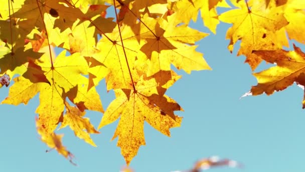 Super Zeitlupe Fallender Herbst Ahornblätter Gegen Strahlend Blauen Himmel Gefilmt — Stockvideo