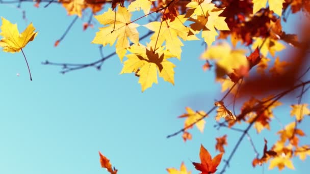 Mouvement Super Lent Chute Des Feuilles Érable Automne Contre Ciel — Video