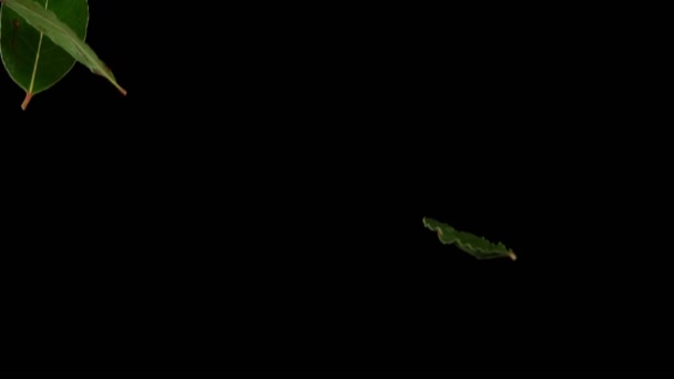 Супер Замедленный Полет Свежих Лавровых Листьев Специи Снято Камеру Высокоскоростного — стоковое видео