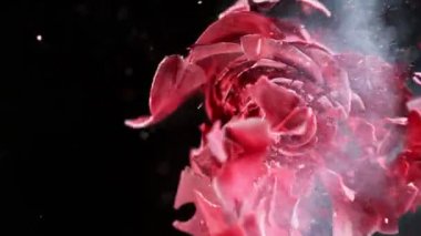 Patlayan kırmızı gülün kafası sıvı nitrojenle çok yavaş hareket ediyor. Güzel, soyut bir çiçek resmi. Yüksek hızlı sinema kamerası, 1000fps.