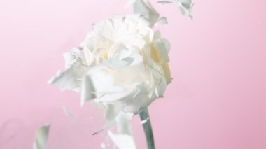 Çok yavaş hareket eden beyaz gül kafası sıvı nitrojenle donmuştu. Güzel, soyut bir çiçek resmi. Yüksek hızlı sinema kamerası, 1000fps.