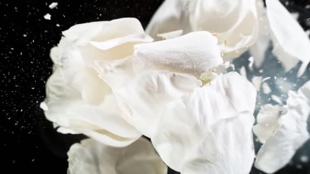 Super Powolny Ruch Eksplodującej Głowy Białej Róży Zamrożonej Ciekłym Azotem — Wideo stockowe