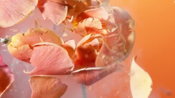 Szuper Lassított Felvétel Narancssárga Rózsa Felrobbanó Fejéről Folyékony Nitrogénnel Lefagyasztva — Stock videók
