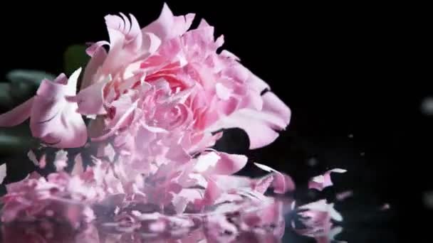 Superzeitlupe Des Fallenden Kopfes Einer Rosa Rose Gefroren Durch Flüssigen — Stockvideo
