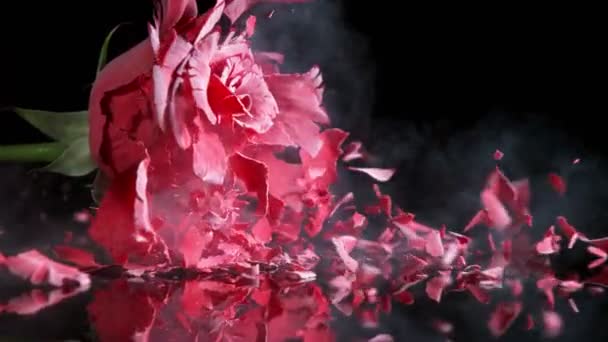 Super Slow Motion Falling Head Red Rose Frozen Liquid Nitrogen — Stock Video