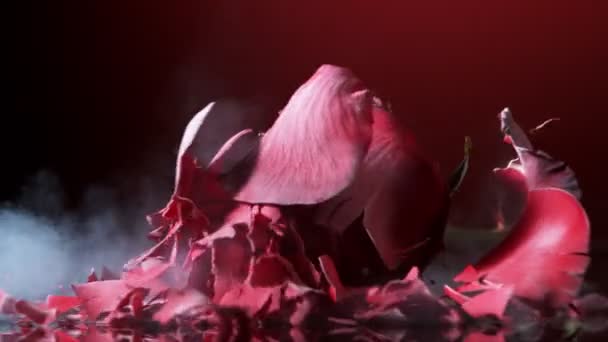 Super Zpomalený Pohyb Padající Červené Růže Zmrazené Tekutým Dusíkem Krásná — Stock video