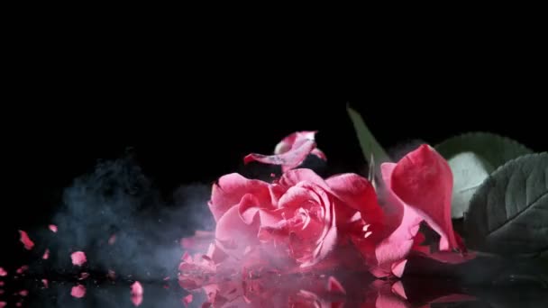 Супер Повільний Рух Падаючої Голови Червоної Троянди Замороженої Рідким Азотом — стокове відео