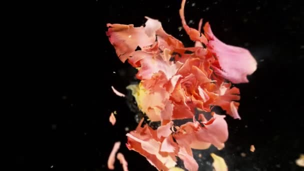 Superlångsam Rörelse Exploderande Huvud Apelsinros Fryst Flytande Kväve Vacker Blomma — Stockvideo