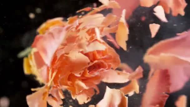 Super Slow Motion Exploding Head Orange Rose Frozen Liquid Nitrogen — Stock Video