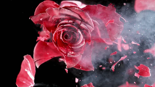 断断续续的霜冻玫瑰绽放 凋谢了 玫瑰被液氮冻住了 — 图库照片