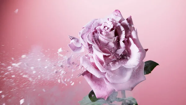Vereinzelte Frostrosenblüten Stürzten Rose Wurde Mit Flüssigem Stickstoff Eingefroren — Stockfoto