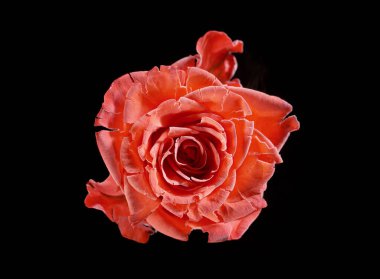 Siyah arka planda, yalıtılmış buz gülü çiçeği. Rose sıvı nitrojenle donmuştu..