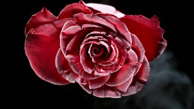 Siyah arka planda, yalıtılmış buz gülü çiçeği. Rose sıvı nitrojenle donmuştu..
