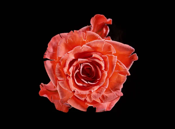 Fleur Isolée Rose Gelée Sur Fond Noir Rose Congelée Avec — Photo