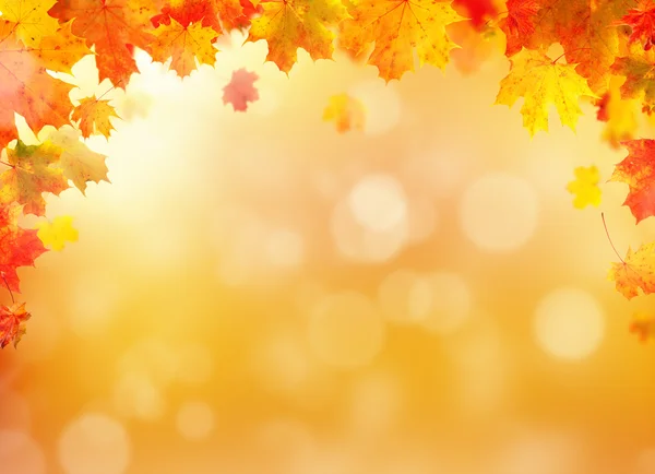 Outono deixa fundo com espaço livre para texto — Fotografia de Stock