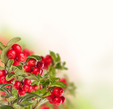 Beyaz arka planda cranbery