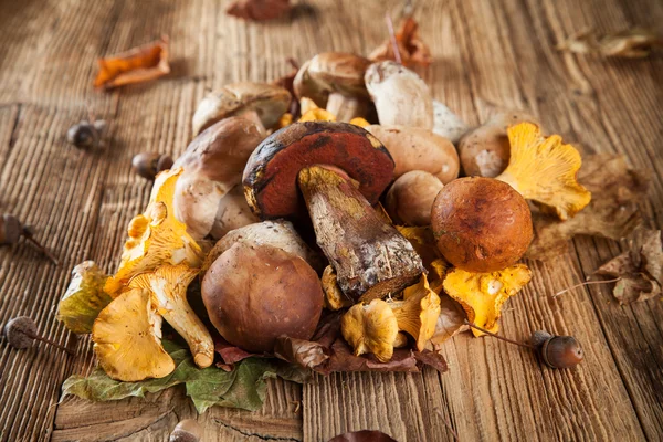 Mix of mushrooms on wooden planks — Stock Photo, Image