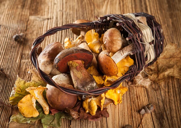 Mix of mushrooms on wooden planks — Stock Photo, Image