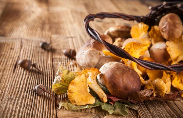 Golden chanterelles on wooden planks — Stock Photo, Image