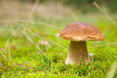 Boletus makro fotoğraf içinde yosun