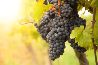 Kırmızı Şaraplık üzüm bağı üzerinde