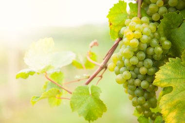 White wine grapes on vineyard clipart