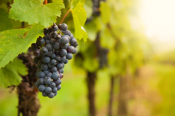 Red wine grapes on vineyard — Stock Photo, Image