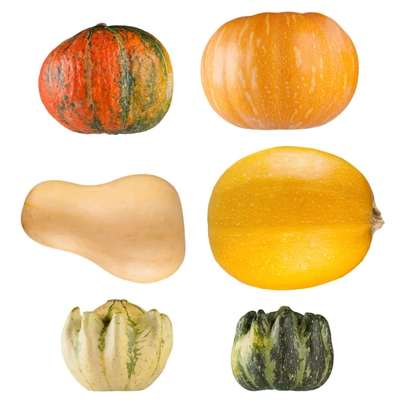 Collection of pumpkins on white background — Stock Photo, Image