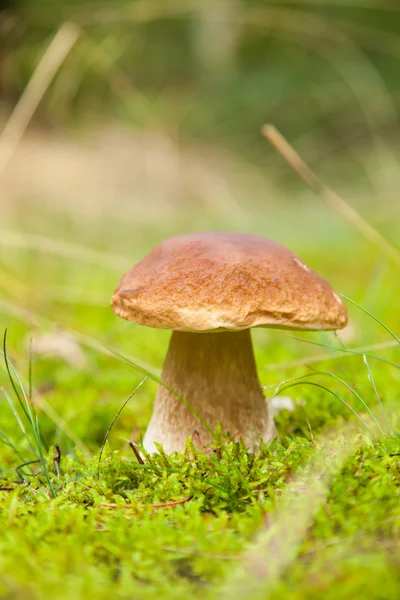 Boletus macro foto en musgo — Foto de Stock