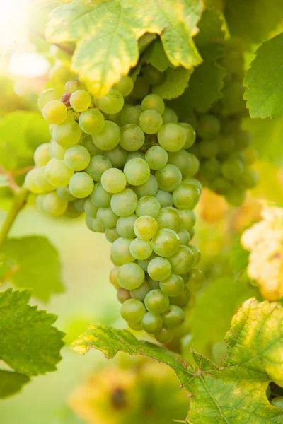 Uvas de vino blanco en viñedo —  Fotos de Stock