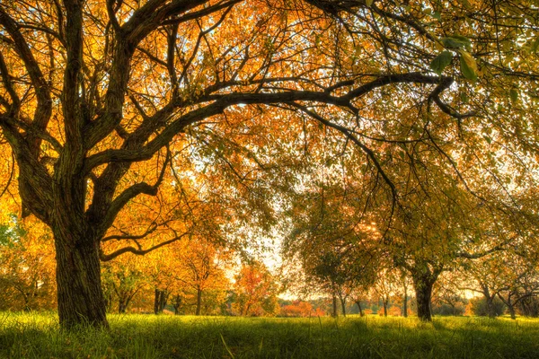 Schöner Herbstbaum mit abgefallenen trockenen Blättern — Stockfoto