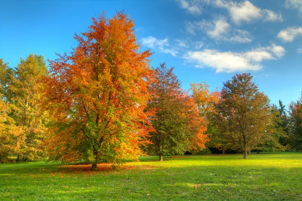 Mooie herfst boom met gevallen droge bladeren — Stockfoto