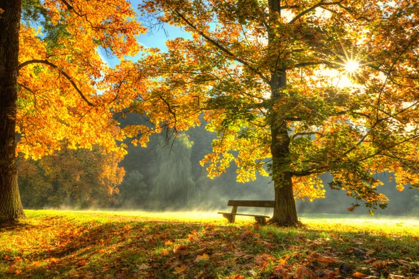 Bel arbre d'automne aux feuilles sèches tombées — Photo