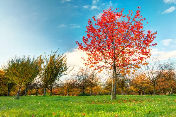 Bellissimo albero autunnale con foglie secche cadute — Foto Stock