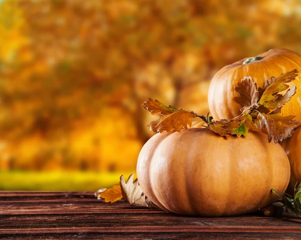 Abóboras de outono em madeira — Fotografia de Stock
