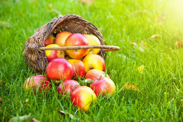 Корзина со свежими яблоками в траве — стоковое фото