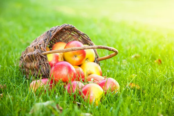 Panier avec pommes fraîches dans l'herbe — Photo