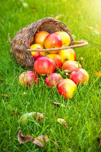 Panier avec pommes fraîches dans l'herbe — Photo