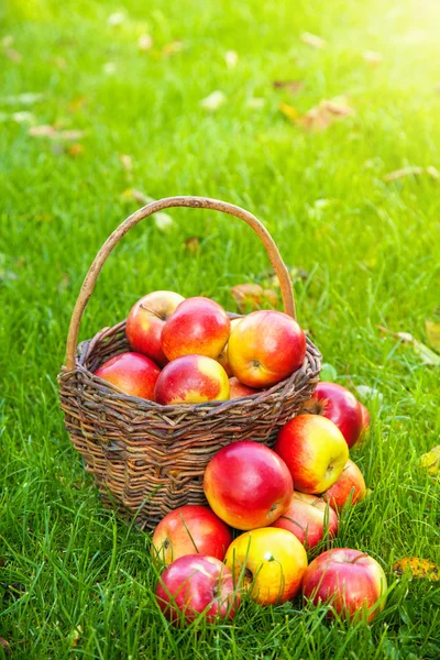 Panier avec pommes fraîches dans l'herbe — Photo