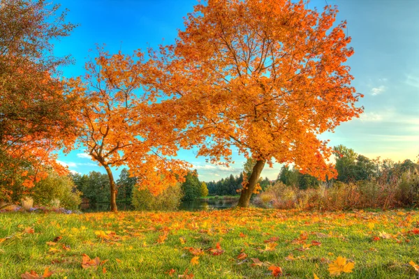 Hermoso árbol de otoño con hojas secas caídas —  Fotos de Stock