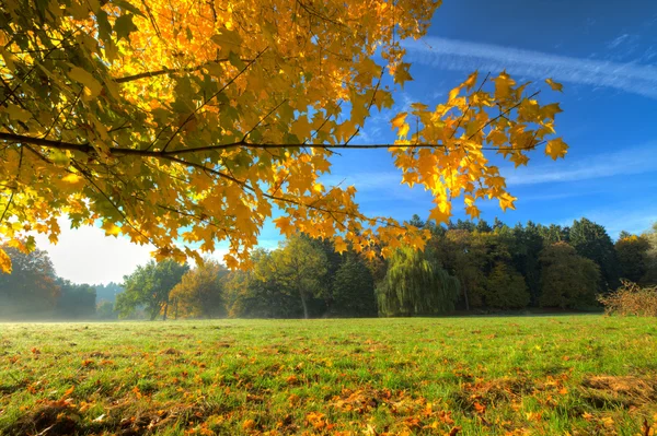 Schöner Herbstbaum mit abgefallenen trockenen Blättern — Stockfoto