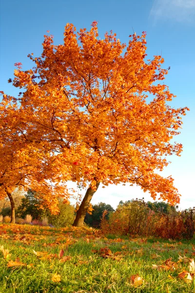 Hermoso árbol de otoño con hojas secas caídas —  Fotos de Stock