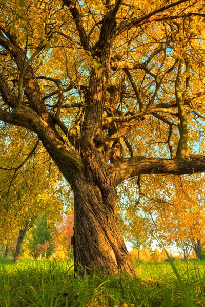 Hermoso árbol de otoño con hojas secas caídas — Foto de Stock