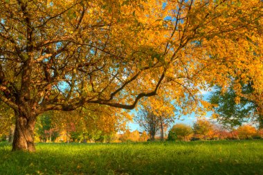 güzel sonbahar ağaç düşen kuru yaprakları ile