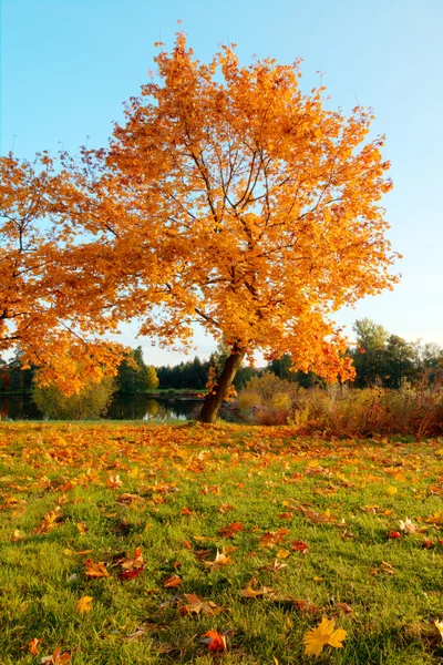 Красивое осеннее дерево с опавшими сухими листьями — стоковое фото