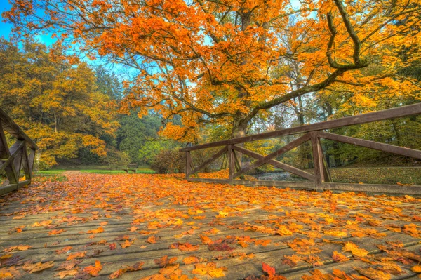 Beautiful autumn tree with fallen dry leaves — Stock Photo, Image