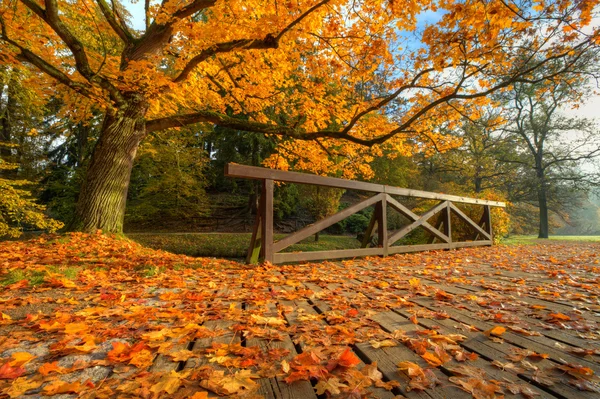 Bela árvore de outono com folhas secas caídas — Fotografia de Stock